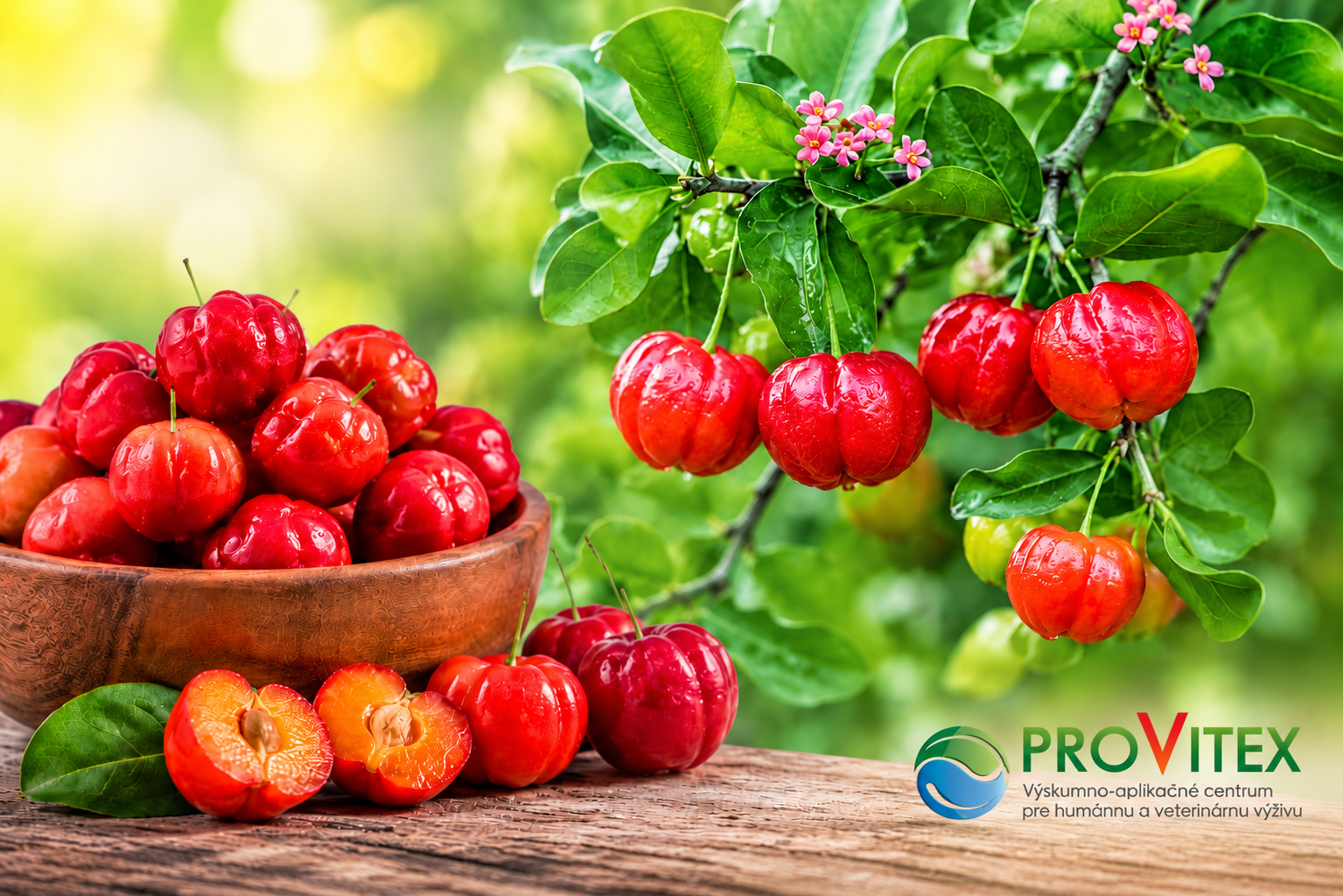 1ACEROLA OBR.NOVY